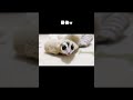 どうしても出てきたくないモモンガ#shorts