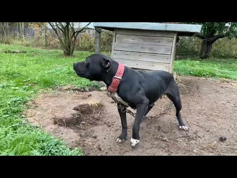 Video: Hvilke forsikringsselskaber tillader pit bulls?