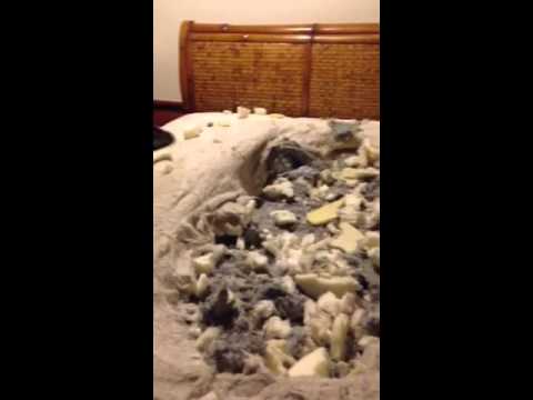 small dog beds amazon