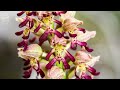 Orchids Of Akkar السحلبيات في عكار