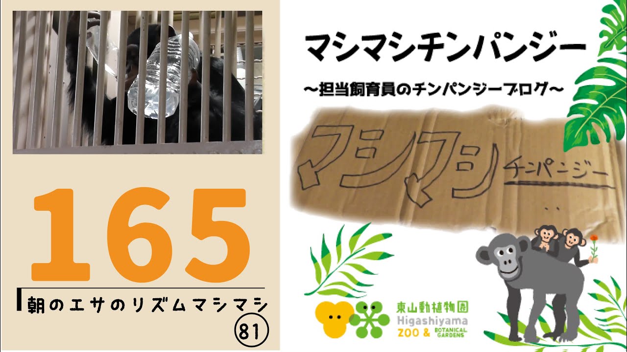 マシマシチンパンジー『第165回 朝のエサのリズムマシマシ81～B1に