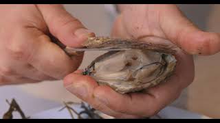 Bentley's Oyster Bar