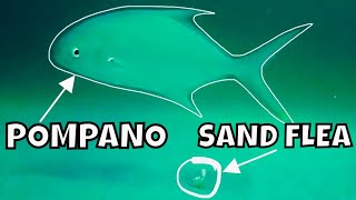 AMAZING UNDERWATER POMPANO SURF FISHING VIDEO! PLUS POMPANO SECRETS!