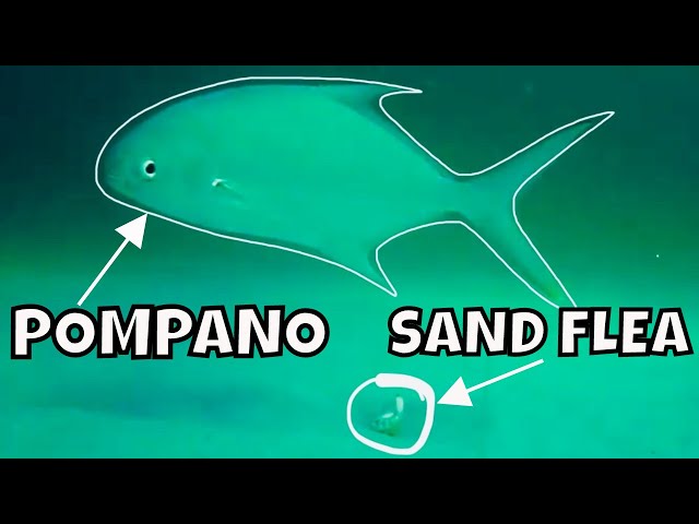 AMAZING UNDERWATER POMPANO SURF FISHING VIDEO! PLUS POMPANO