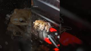 Frog found inside of gaming PC #shorts