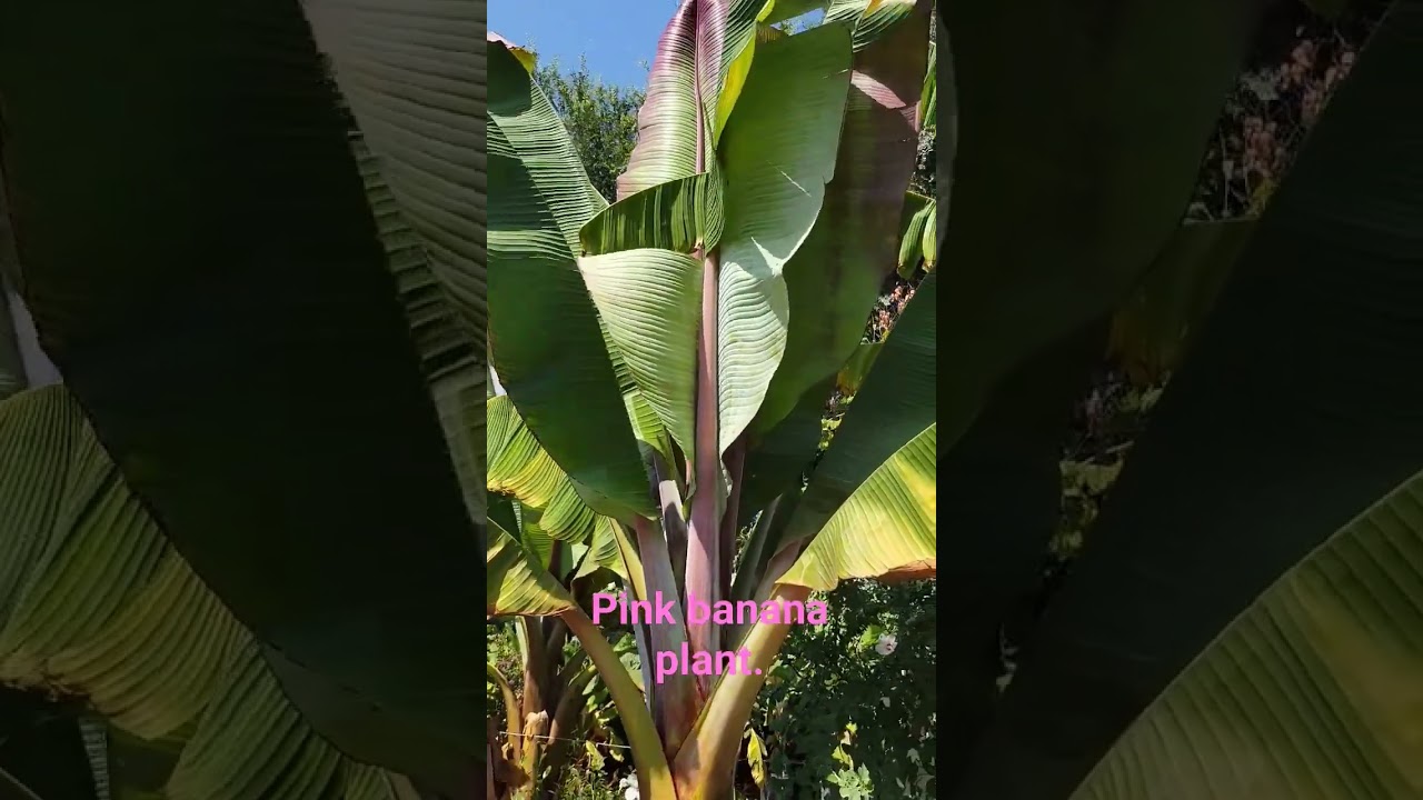 Pink Banana plant.