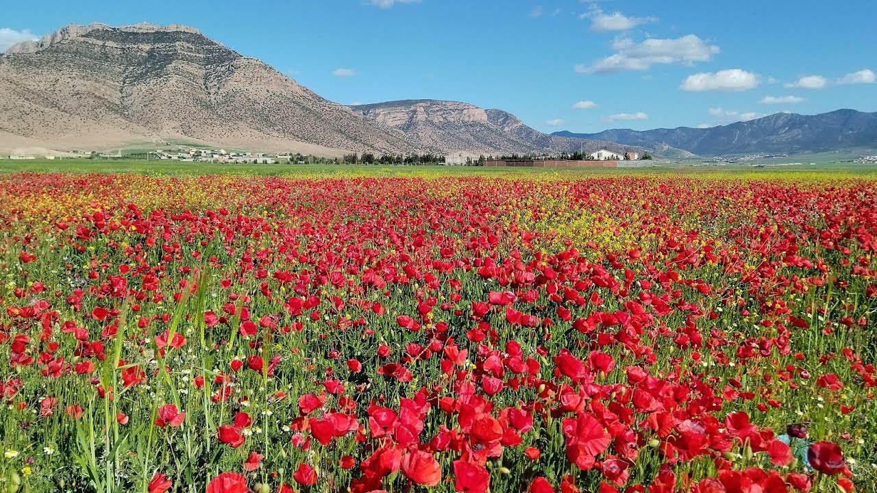 أجمل فصل الربيع منذ سنوات 💐🌹 في سهل بلزمة  دائرة  مروانة  #الأوراس  #ولاية_باتنة