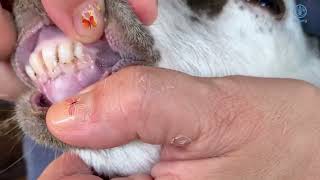 Caring for Sheep and Goats  Aging Sheep and Goats using Teeth 1