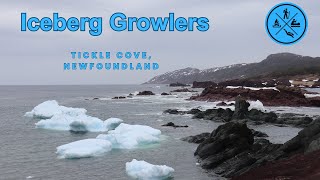 Iceberg Growlers in Tickle Cove