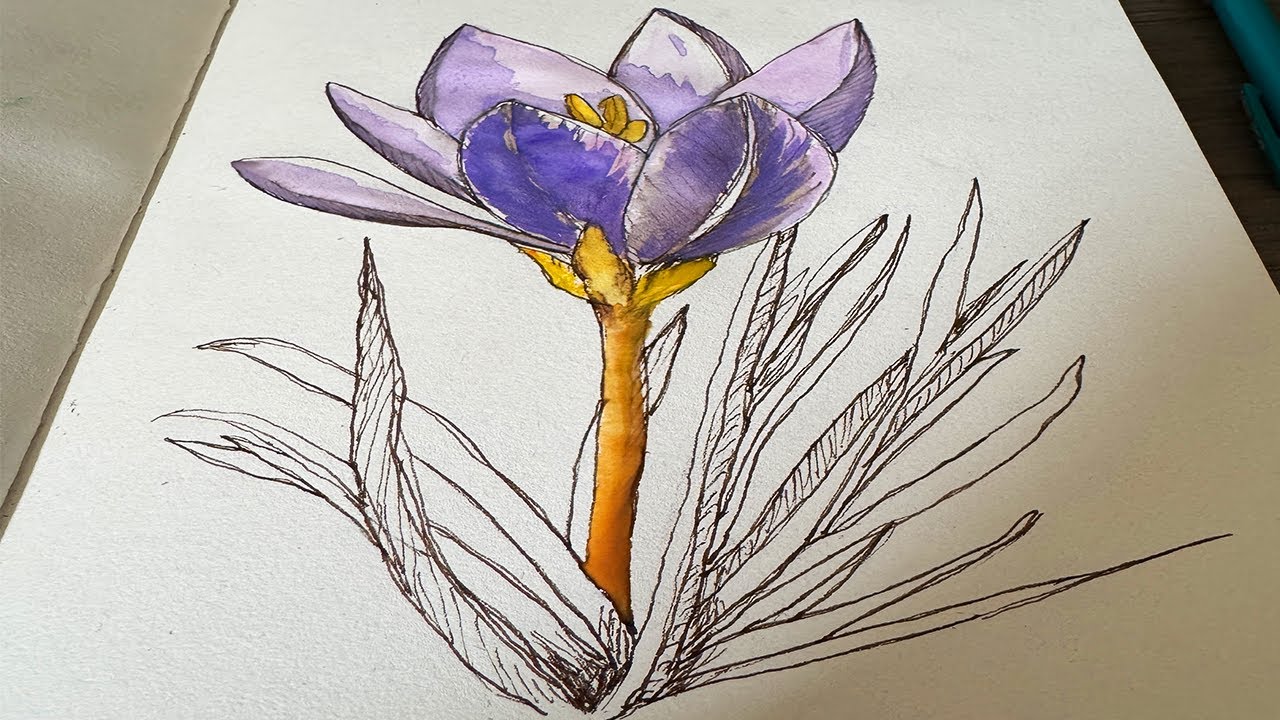 Crocus Flower | Water Color and Ink - YouTube