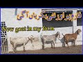 Farm py new bakriana as gae /New goat in my farm فارم پر اور نئی بکریاں آگئ