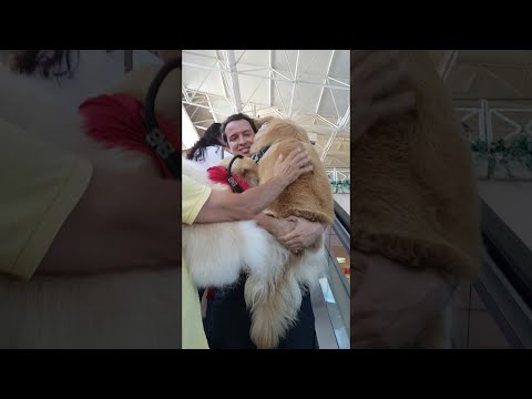 エスカレーターに乗る犬  