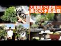 黒松の素材から小品盆栽を作る。大盆栽まつり楽しみ!【盆栽Q】