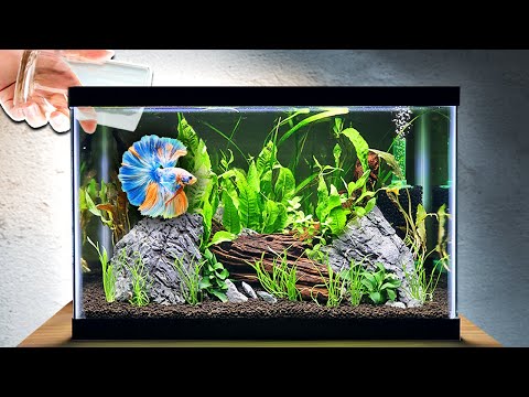 Video: How to Feed Guppies: 13 Steps (with Pictures)