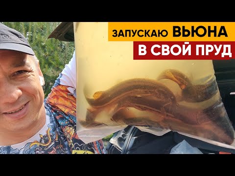 Зарыбление вьюном | Запускаем вьюна в пруд