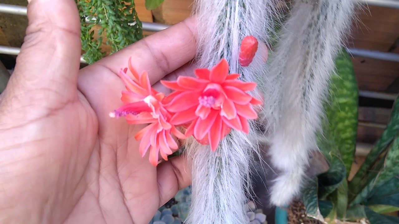 Flores de cacto #rabo de macaco...🐒🌺🐒 - thptnganamst.edu.vn