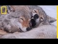 Seuls les couples de loups alpha peuvent se reproduire