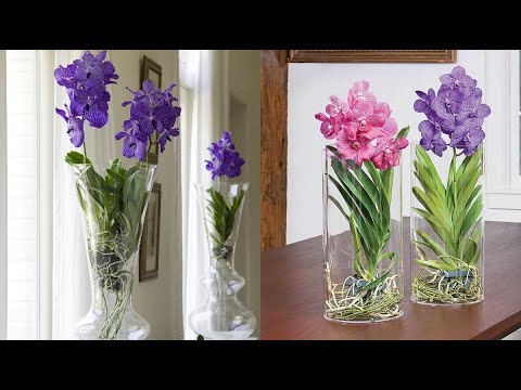 Орхидея ванда уход в домашних условиях с фото