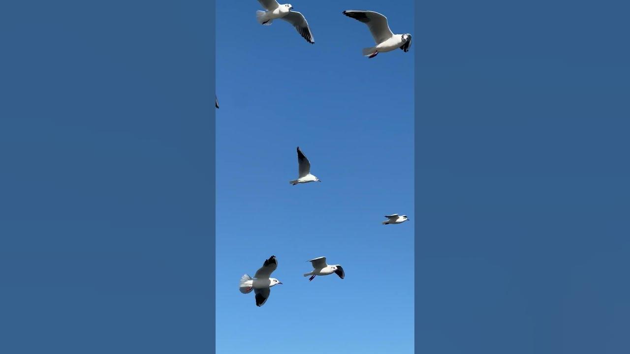 Sea and Seagulls 🏖 Inspiring Piano Music #shorts #beautifulview #seagull #scenery