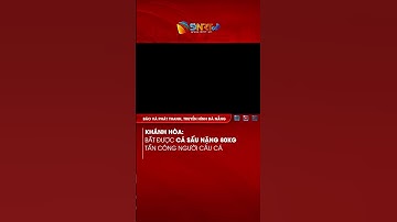 KHÁNH HÒA BẮT ĐƯỢC CÁ SẤU NẶNG 80KG TẤN CÔNG NGƯỜI CÂU CÁ #tintuc #news