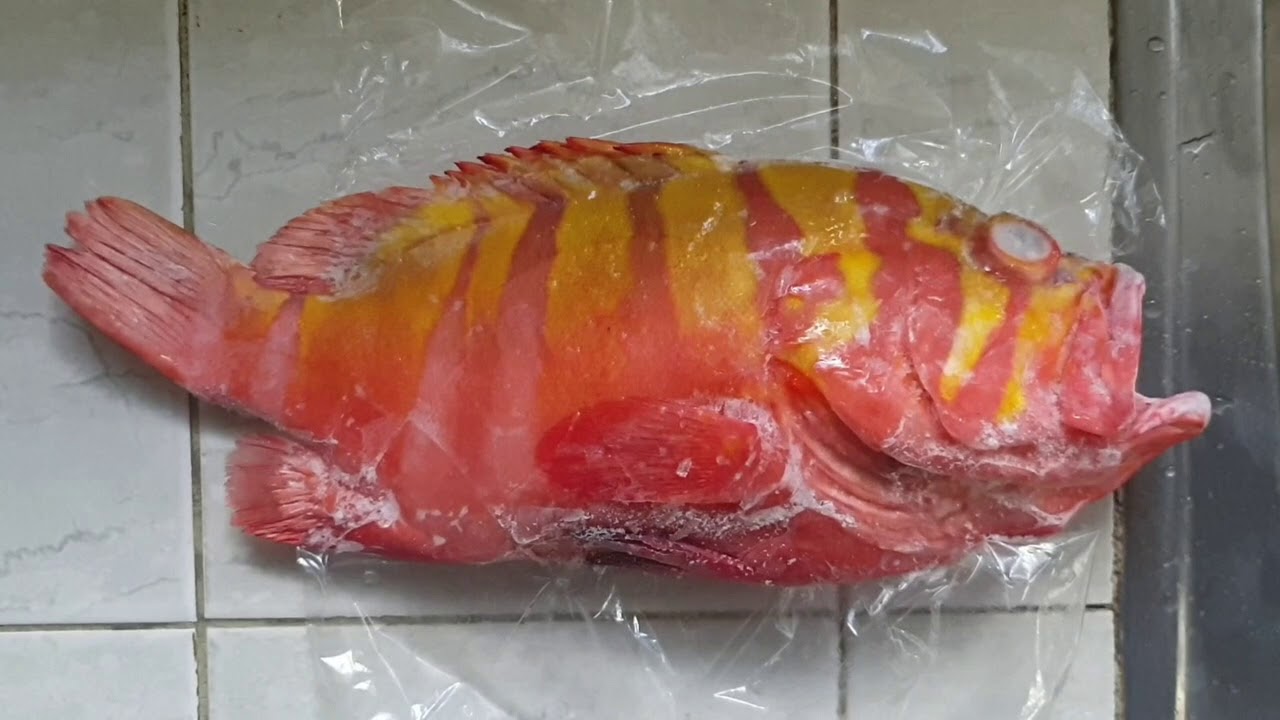 Pinaka expensive na lapulapu (Neptune grouper) YouTube