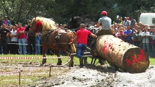 Concurs De Tractiune Pentru Cai - Festivalul Ecvestru, Rasnov, 2014