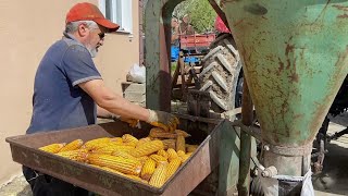 WE PREPARE CRUSHED CORN FOR FATTENING THE BULL