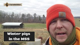 Winter pigs in the MSS. (Multi-species Shelter System)