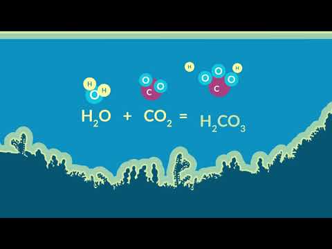 Video: ¿Cómo revertir la acidificación de los océanos?