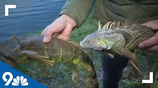 Cold temps causing iguanas to fall from trees