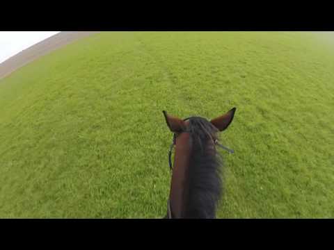 Dolly ex race horse having a gallop