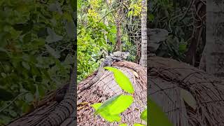 Wild iguana on palapa roof Playa del Carmen Mexico tropical Caribbean jungle park lizard life #relax