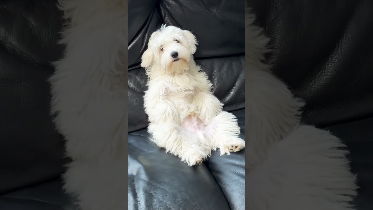 Frosty sitting like a human! 😊