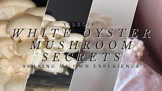 Growing white oyster mushrooms in your house: Urdu/Hindi