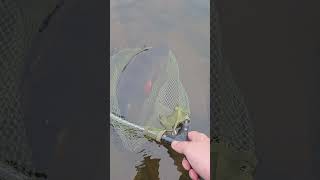 perch release #Scottishperch #catchandrelease #scotland #glasgow #riverclydefishing #perch #fishing