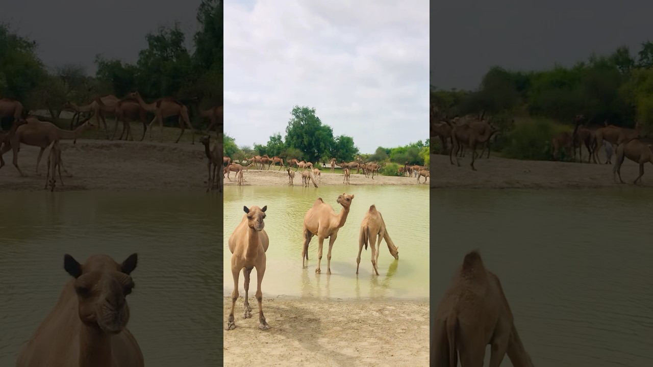 The camels are giving birth 