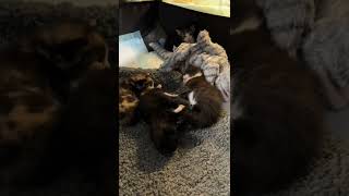 New Foster Kitten Playpen Setup