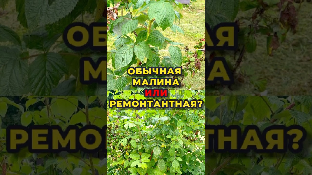 В чем отличие обычной малина и ремонтантной