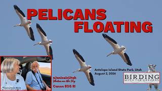 Pelicans Floating #birdingwiththegeezers