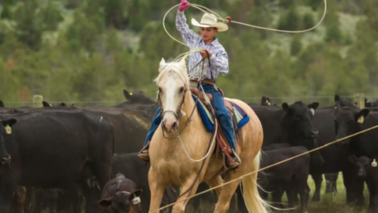 Offered at the Ranch Horse Sale & Cowboy Christmas at Headwaters Livestock Auction on December 6th.