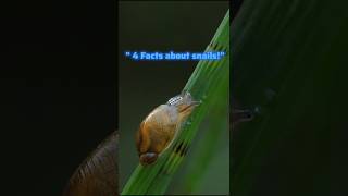 Top 4 facts about snails!🐌         #shorts #shortsfeed