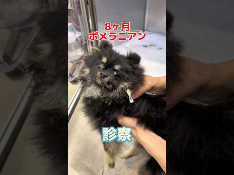 初めてのけいれん発作の8ヶ月のポメラニアンが動物病院にやって来た