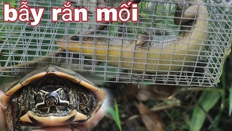 cách bẫy rắn mối hiệu quả vũ heo