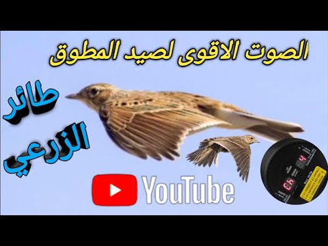 افضل صوت لصيد المطوق طيور الزرعي 2024