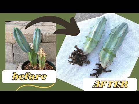 Video: Razmnoževanje kaktusov prek odmikov – odstranjevanje in gojenje kaktusovih mladičev