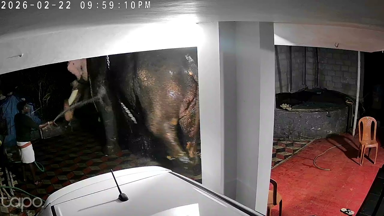 ഞങ്ങളുടെ കാവിലെ കഴിഞ്ഞ് തിരിച്ചു വരുമ്പോൾ ആനേ കുളിപ്പിച്ചത് ❤️