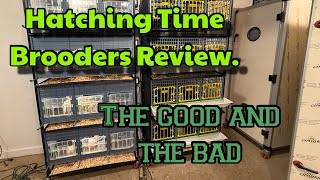 Hatching Time Cimuka Brooder Review After Using For 1-2 Years.