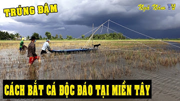 Cách Bắt Cá Hay Nhất Tại Miền Tây Trúng Cá Thấy Mê - Lễ 2/9 Đón Củ Tỏi Về Quê/NGÃ NĂM TV