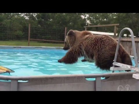 Bear Swims Just Like a Kid and Loves to Belly Flop into Pool