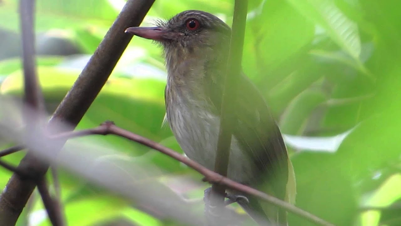 Bright-rumped Attila 